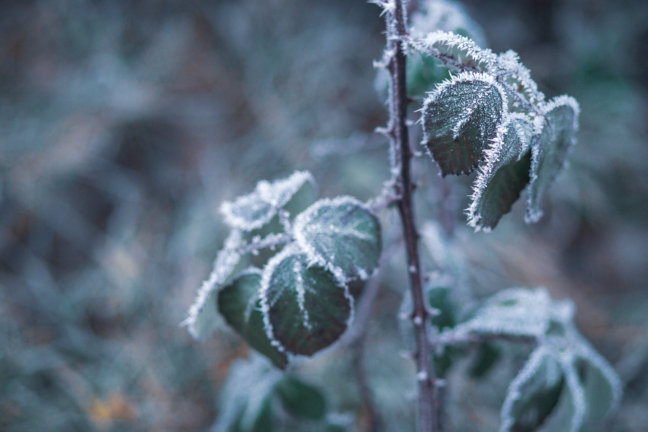 Jardin en hiver : ces plantes grasses qui résistent au gel : Femme Actuelle  Le MAG
